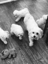 Maltese Puppies Seeking new homes