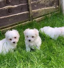 Pure White Maltese Puppies for New Homes