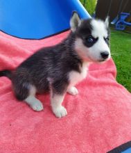 Siberian Husky Puppies Blue eyes Ready** for adoption**ilovemybou017@gmail.com