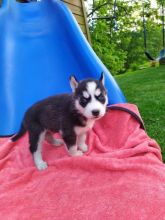 Top Quality Siberian husky Pup for re-homing**ilovemybou017@gmail.com