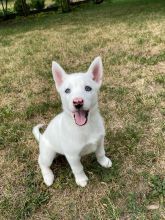 White siberian huksy puppies**available** for adoption**ilovemybou017@gmail.com