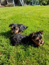 Yorkshire Terrier Puppies For Adoption contact me via ...kaileynarinder31@gmail.com