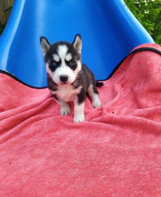 beautiful purebred Siberian husky puppies**available** for adoption**ilovemybou017@gmail.com Image eClassifieds4u