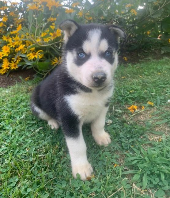 Blue Eyed Male Siberian Husky Puppy for Rehoming**ilovemybou017@gmail.com Image eClassifieds4u