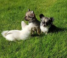Chihuahua Puppies For Good Homes Image eClassifieds4u 1
