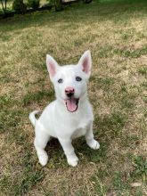 White siberian huksy puppies**available** for adoption**ilovemybou017@gmail.com Image eClassifieds4u 1