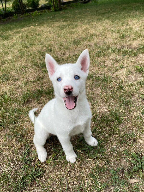 Super adorable Siberian Husky puppies**available** for adoption**ilovemybou017@gmail.com Image eClassifieds4u