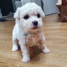 Bichon Frise male and female puppies for adoption