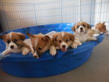 Pembroke Welsh Corgi Puppies For Adoption Email me through kaileynarinder31@gmail.com