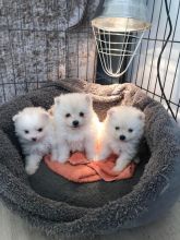 Pomeranian Puppies For Adoption Contact through ...lovelypomeranian155@gmail.com