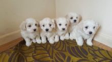 Pure White Maltese Puppies for New Homes Email me via ...merrymaltesepuppies@gmail.com