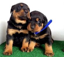 Trained and Friendly Rottweiler puppies!! Email...gimivladimir00@gmail.com