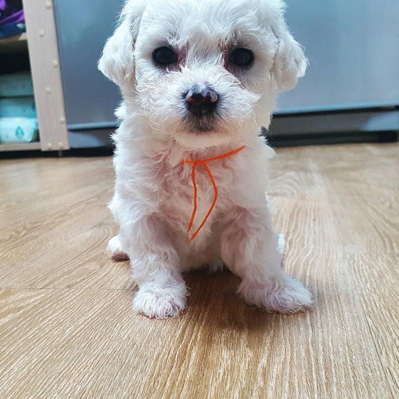View Image 1 for Awesome Bichon Frise puppies for