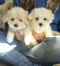 Maltese Puppies Seeking new homes Email me through >>> merrymaltesepuppies@gmail.com Image eClassifieds4u 2