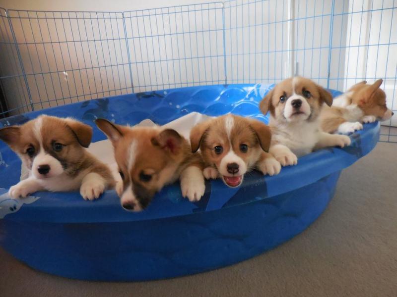 Pembroke Welsh Corgi Puppies For Adoption Email me through kaileynarinder31@gmail.com Image eClassifieds4u