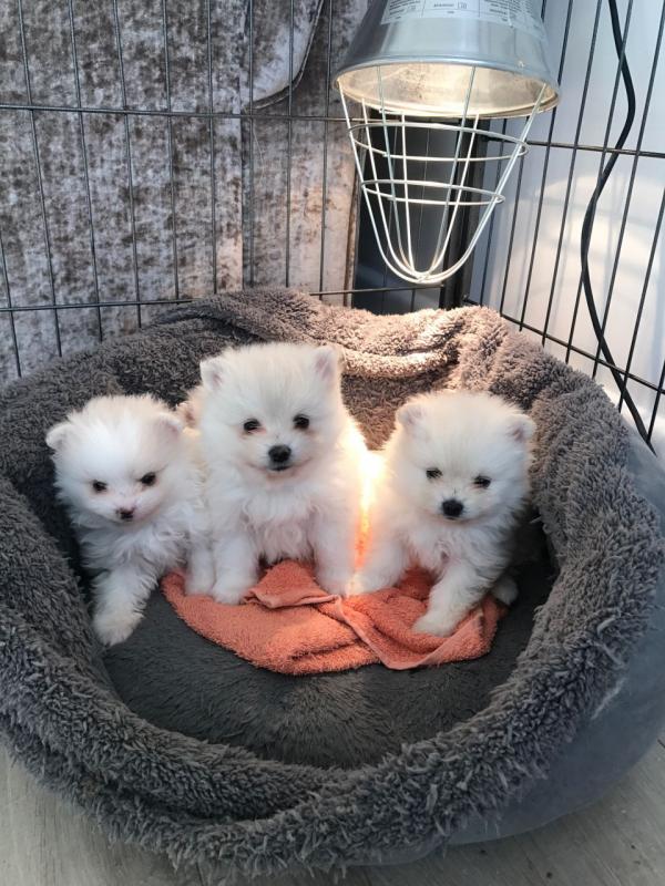 Pomeranian Puppies For Adoption Contact through ...lovelypomeranian155@gmail.com Image eClassifieds4u