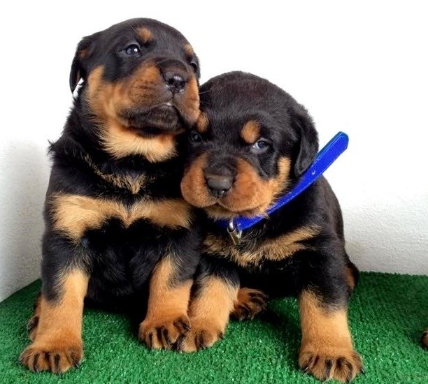 Trained and Friendly Rottweiler puppies!! Email...gimivladimir00@gmail.com Image eClassifieds4u