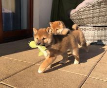 Shiba Inu Puppies - Updated On All Shots Available For Rehoming