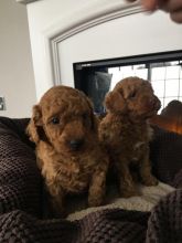 Toy Poodle Puppies - Updated On All Shots Available For Rehoming