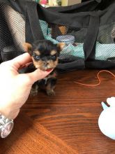 Yorkshire Terrier Puppies - Updated On All Shots Available For Rehoming