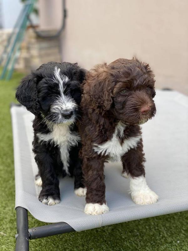 Portuguese Water Dog Puppies - Updated On All Shots Available For Rehoming Image eClassifieds4u