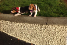 Boy and girl beagle puppies for adoption