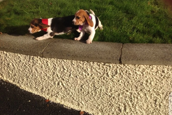 Boy and girl beagle puppies for adoption Image eClassifieds4u