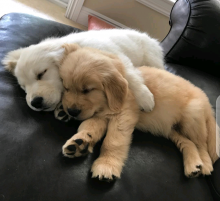 Adorable Golden Retriever Puppies.