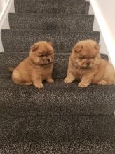 Chow Chows Looking For Their New Families