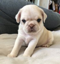 Pug puppies for adoption❤️🐕