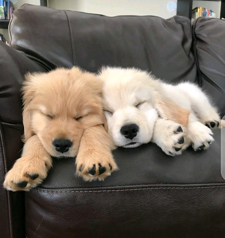 Adorable Golden Retriever Puppies. Image eClassifieds4u