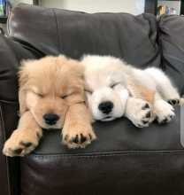 Adorable Golden Retriever Puppies. Image eClassifieds4u 2