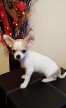 Beautiful Chihuahua Girl and Boy Adoption Image eClassifieds4u 2