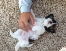 Shih Tzu male and female Image eClassifieds4u 1