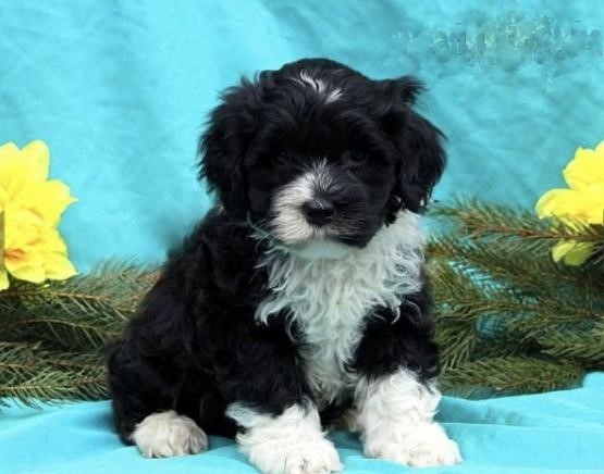 **Portuguese Water Dog Puppies*** Image eClassifieds4u