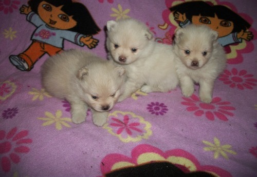 💧Teacup Pomeranian puppies Available💧 Image eClassifieds4u