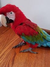 Green wing Macaw Parrots for sale