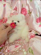 Adorable CKC registered Pomeranian puppies available for adoption