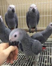 African Grey Parrots for adoption