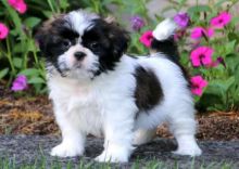 amazing little Shih Tzu puppies