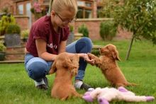apoo puppies for adoption