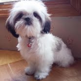 Beautiful Purebred Shih Tzu puppies Email me through >>> kaileynarinder31@gmail.com