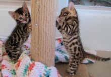 Bengal kittens ready