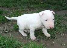 Bull Terrier puppies