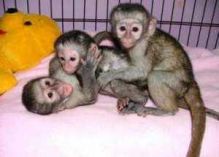 Capuchin monkeys for adoption