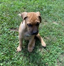 cute and very friendly Cane Corso puppies
