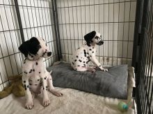 Dalmatian puppies