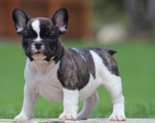 French Bulldog Puppies