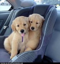 Golden Retriever Puppies