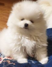 Gorgeose pomeranian puppies avaialable for new owners contact if interested